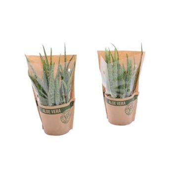 ALOE VERA 12CM ALOE VERA 12CM
