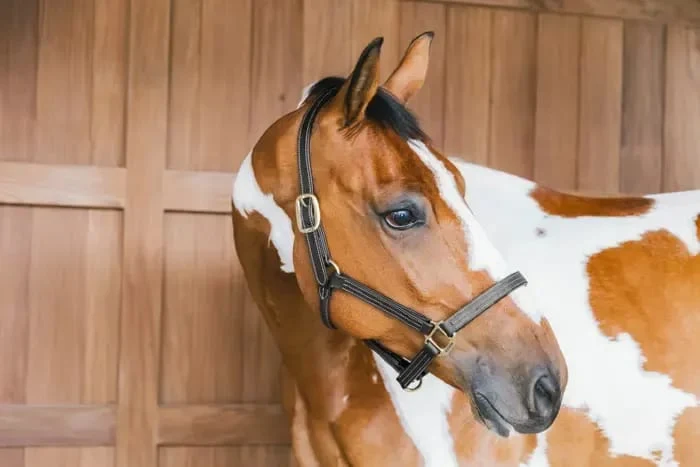 Kentucky Leather Halter Wellington - Bilde 2