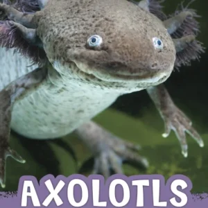 Axolotls Axolotls