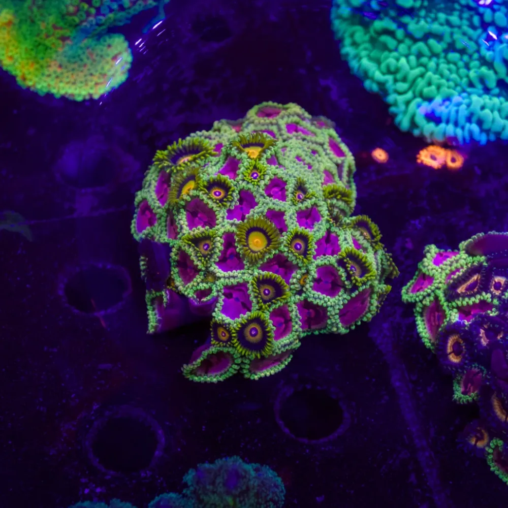 WYSIWYG Zoanthid Bouquet