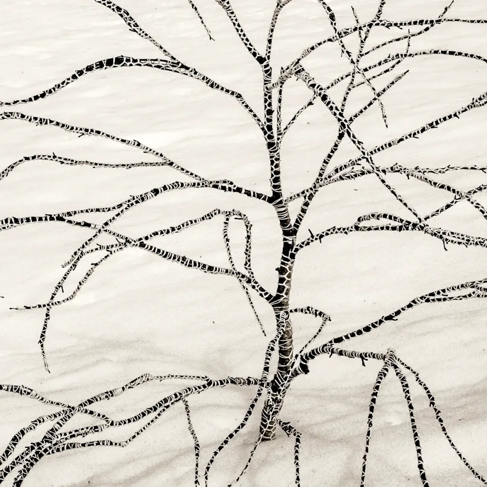 Branches
