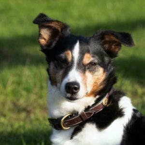 Dyon Fancy Dog Collar Dyon Fancy Dog Collar