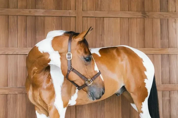 Kentucky Leather Halter Wellington - Bilde 3