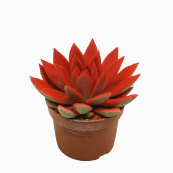ECHEVERIA FARGET 10,5 CM ECHEVERIA FARGET 10,5 CM