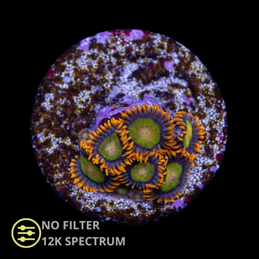 CL Mandarin Orange Zoanthid - Frag - Bilde 2