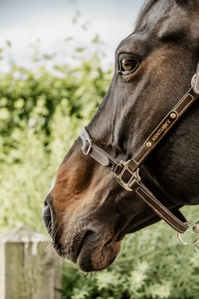 Kentucky Leather Halter Flexible - Bilde 3