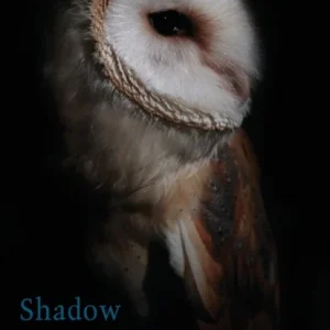 Shadow of the Owl Shadow of the Owl