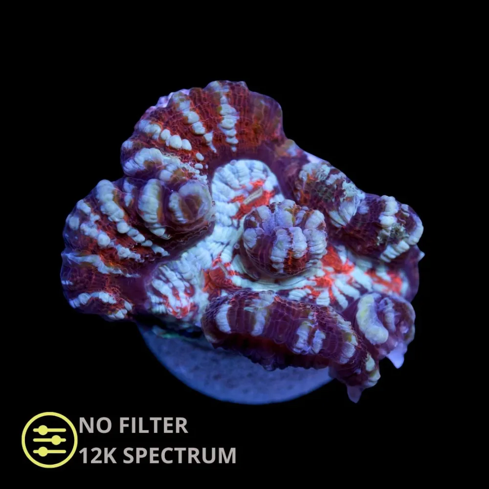 CL Wilsoni Premium - Frag - Bilde 2