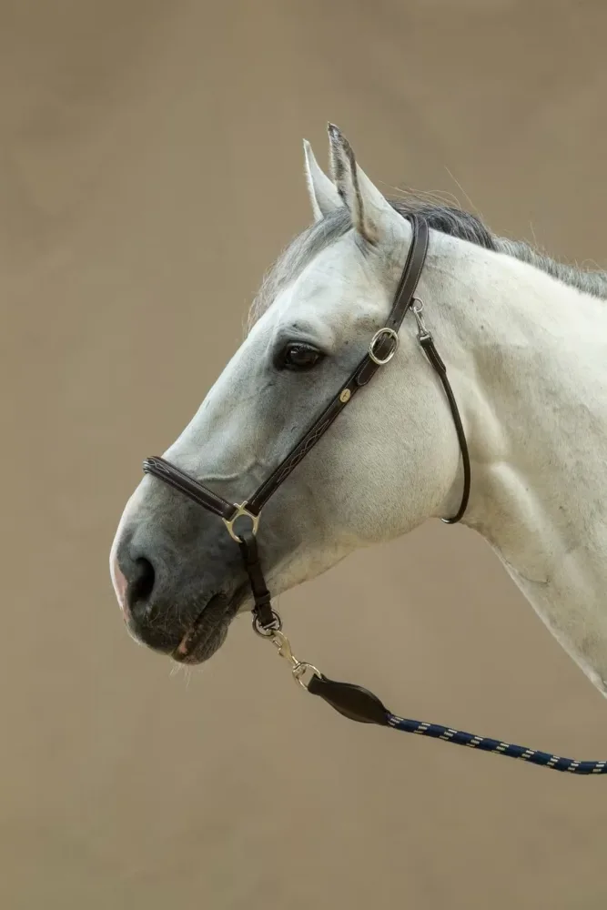 Dyon Grooming Head Collar Working By Dyon - Bilde 3