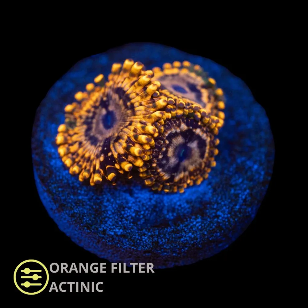 CL Utter Chaos Zoanthid – Frag CL Utter Chaos Zoanthid – Frag