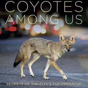 Coyotes Among Us Coyotes Among Us