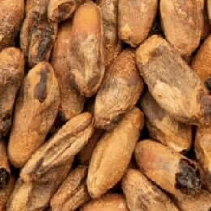 BEST Caramel Rye Malt (100-380 EBC) 100g – Bestmalz