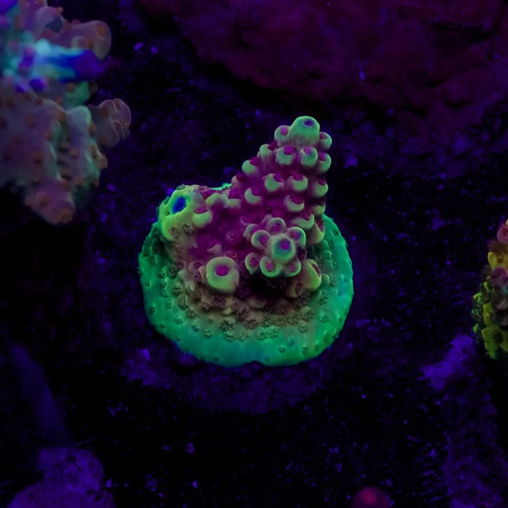 WYSIWYG CL Acropora Wildfire – Frag WYSIWYG CL Acropora Wildfire – Frag