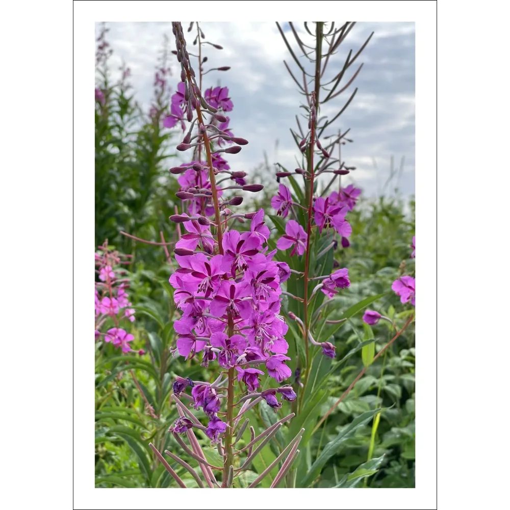 GEITRAMS No8  – PLAKAT OG LERRET