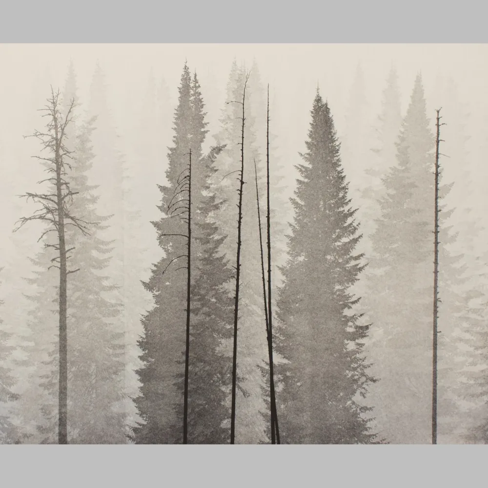 Untouched Forest 4