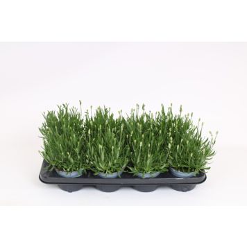 LAVENDEL STAUDE HVIT ANGUSTIF 12CM LAVENDEL STAUDE HVIT ANGUSTIF 12CM