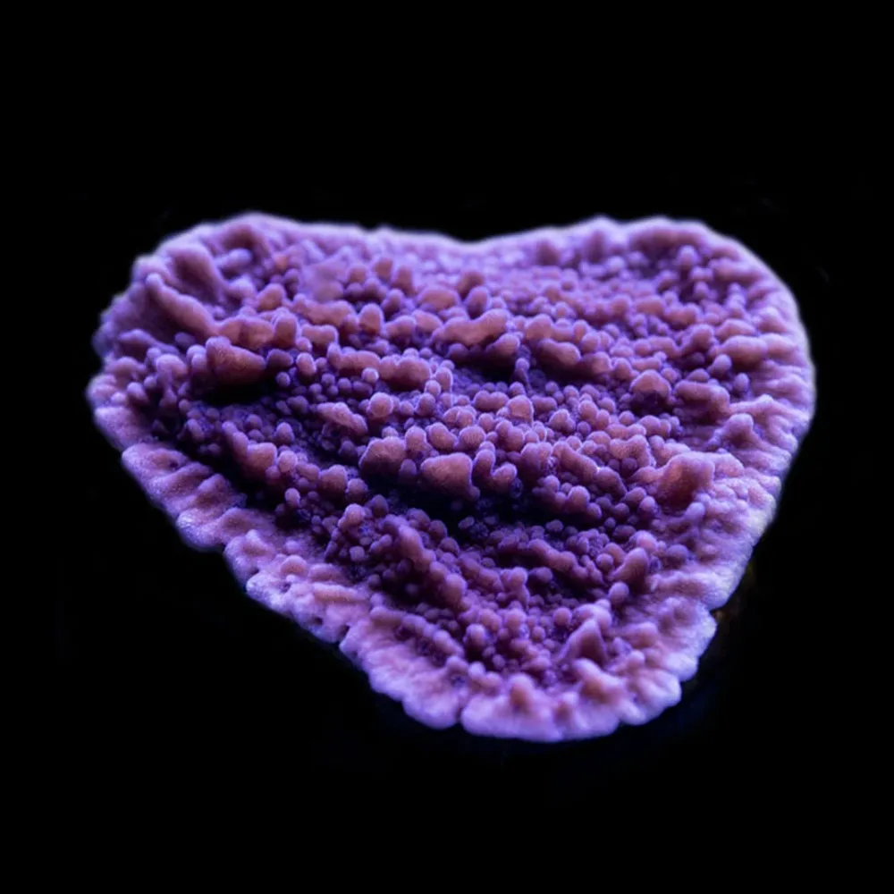CL Montipora Purple Plating – Frag