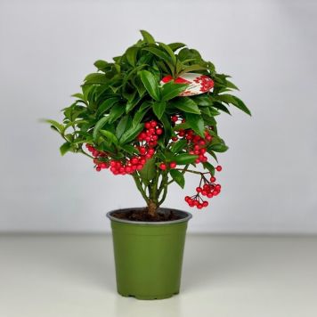 ARDISIA RØD 12 CM
