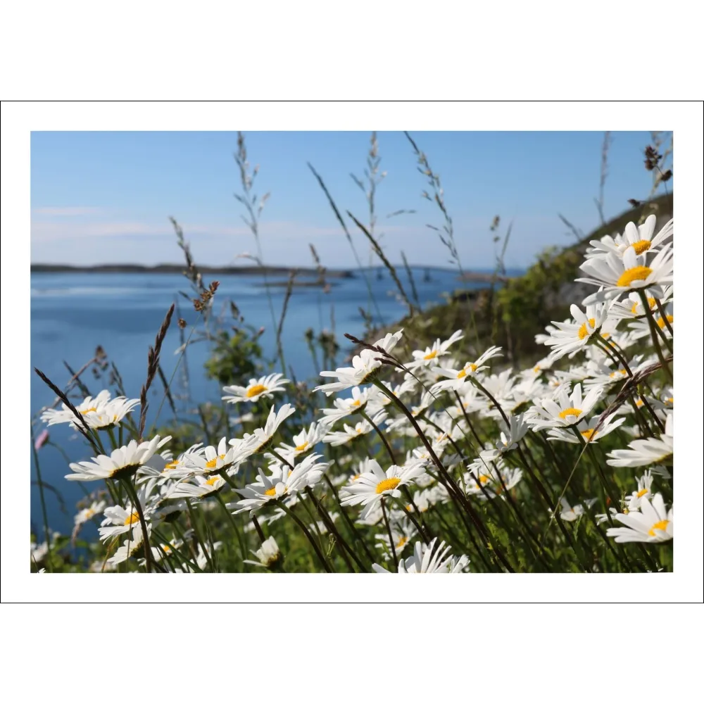 PRESTEKRAGE No1  – PLAKAT OG LERRET
