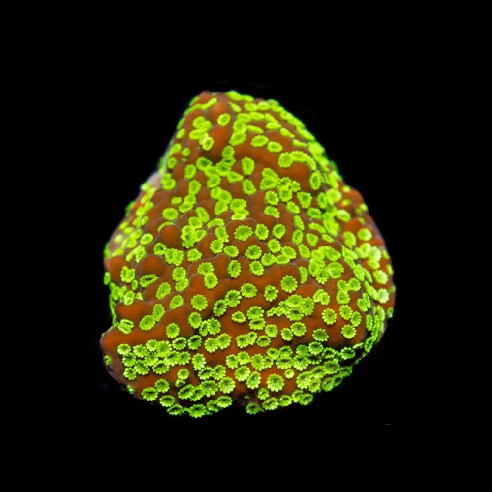 CL Montipora Goldrush – Frag