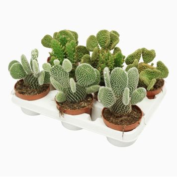 OPUNTIA MIX 11CM