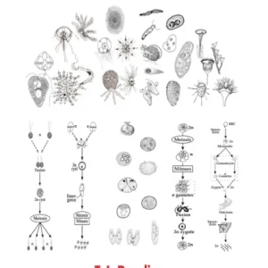 Evolution and Speciation in Protozoa Evolution and Speciation in Protozoa