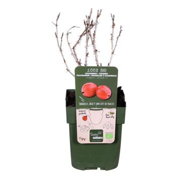 BÆRBUSK STIKKELSBÆR CAPTIVATOR EKO POTTE 13CM BÆRBUSK STIKKELSBÆR CAPTIVATOR EKO POTTE 13CM