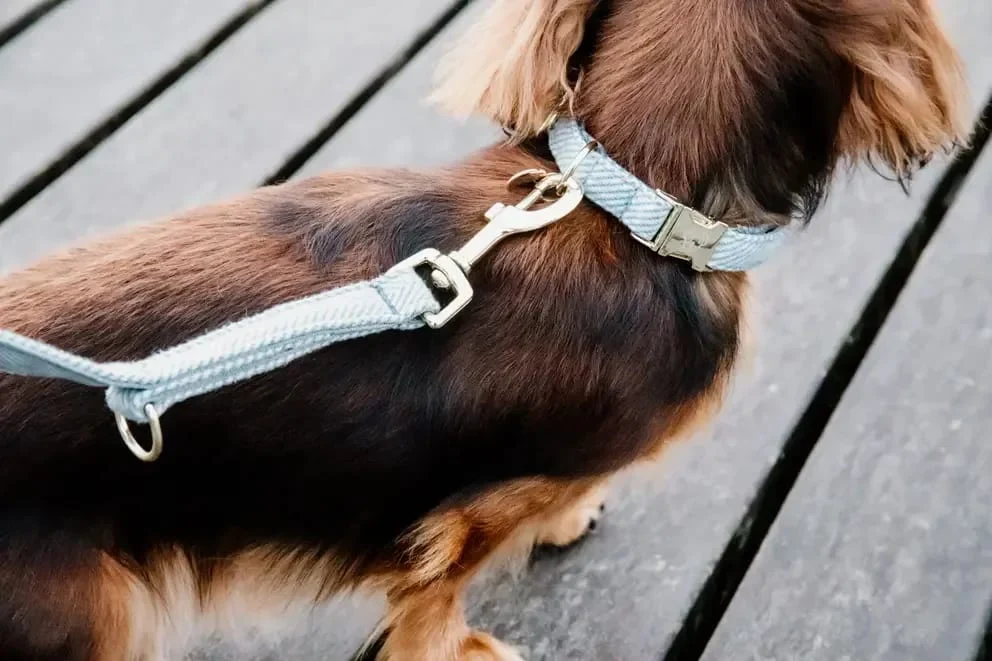 Kentucky Dog Lead Wool - Bilde 3