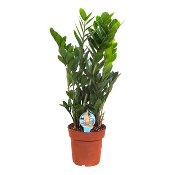 ZAMIOCULCAS ZAMIFOLIA 17CM ZAMIOCULCAS ZAMIFOLIA 17CM