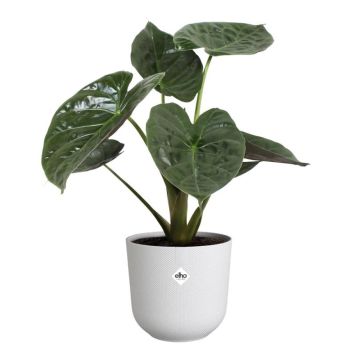 INNENDØRS POTTE ELHO JAZZ ROUND SILKY WHITE Ø16CM INNENDØRS POTTE ELHO JAZZ ROUND SILKY WHITE Ø16CM