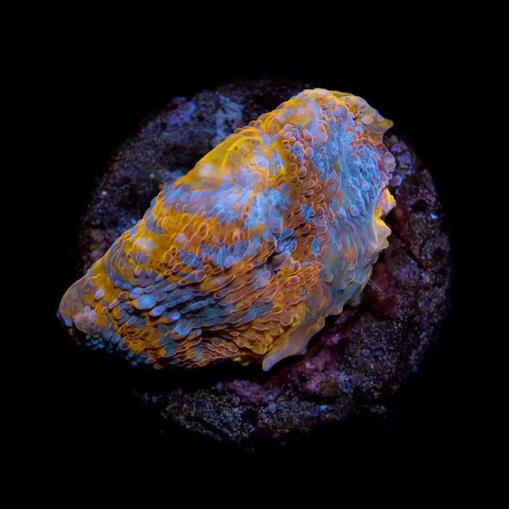 CL Echinophyllia 24K Chalice – Frag