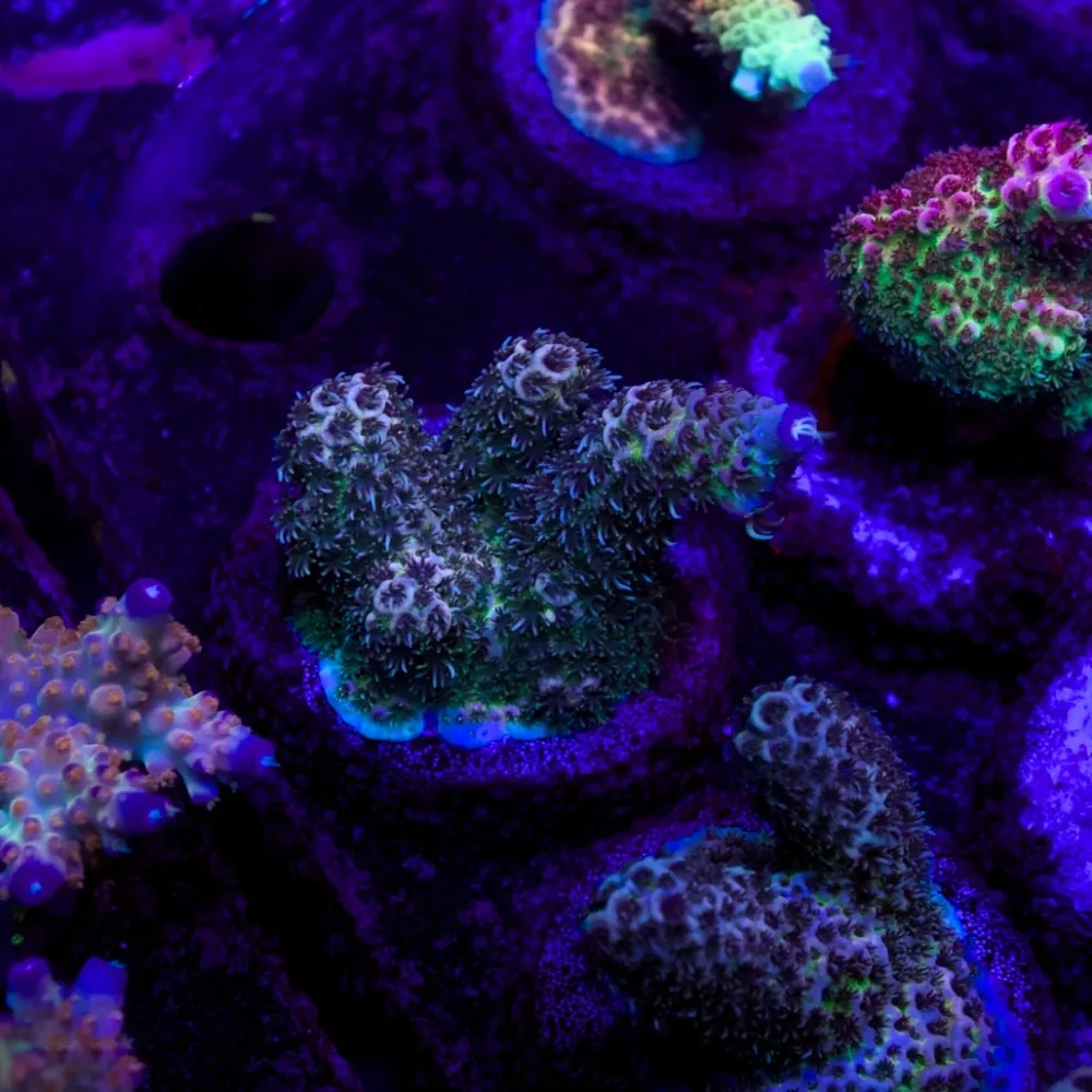 WYSIWYG CL Acropora Millepora – Frag