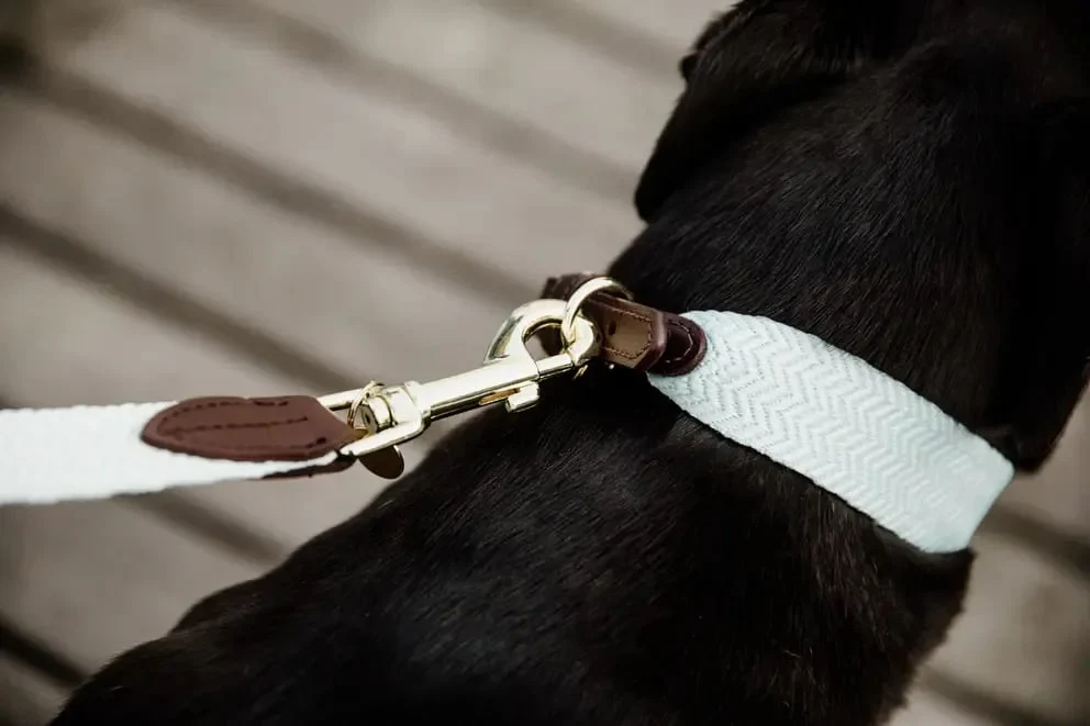 Kentucky Dog Lead Jacquard