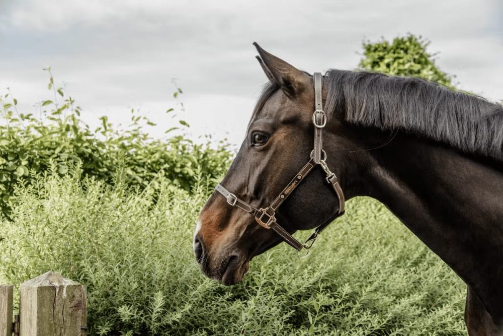 Kentucky Leather Halter Flexible - Bilde 2