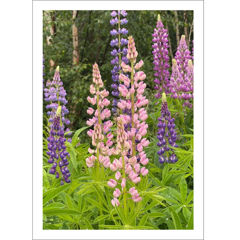 LUPINER No7 - PLAKAT OG LERRET