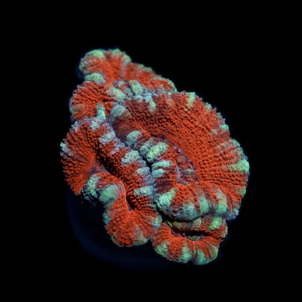 CL Premium Red Tiger Stripe Micro lord - Frag
