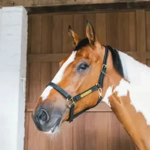 Kentucky Leather Halter Wellington Kentucky Leather Halter Wellington