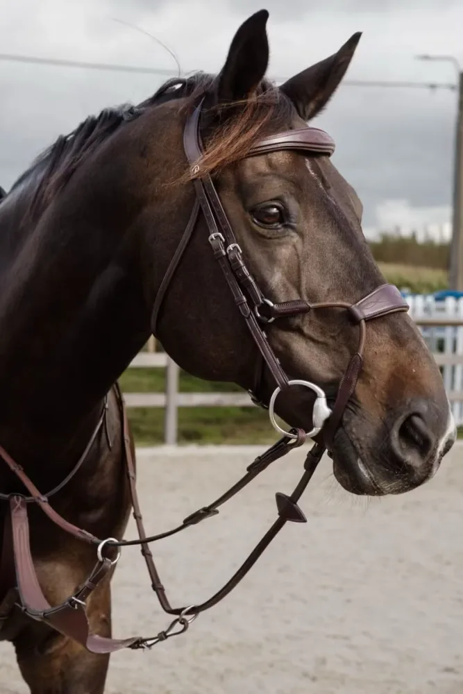 Dyon Elastic Hybrid Noseband Bridle New English Collection - Bilde 2