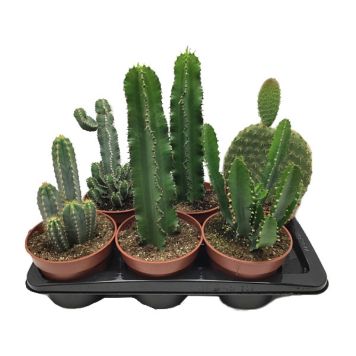 KAKTUS ULIKE VARIANTER 17CM KAKTUS ULIKE VARIANTER 17CM