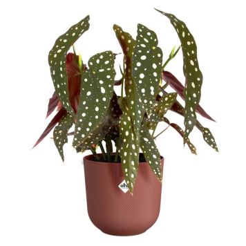 URTEPOTTESKJULER ELHO JAZZ RUND 16 CM RØD