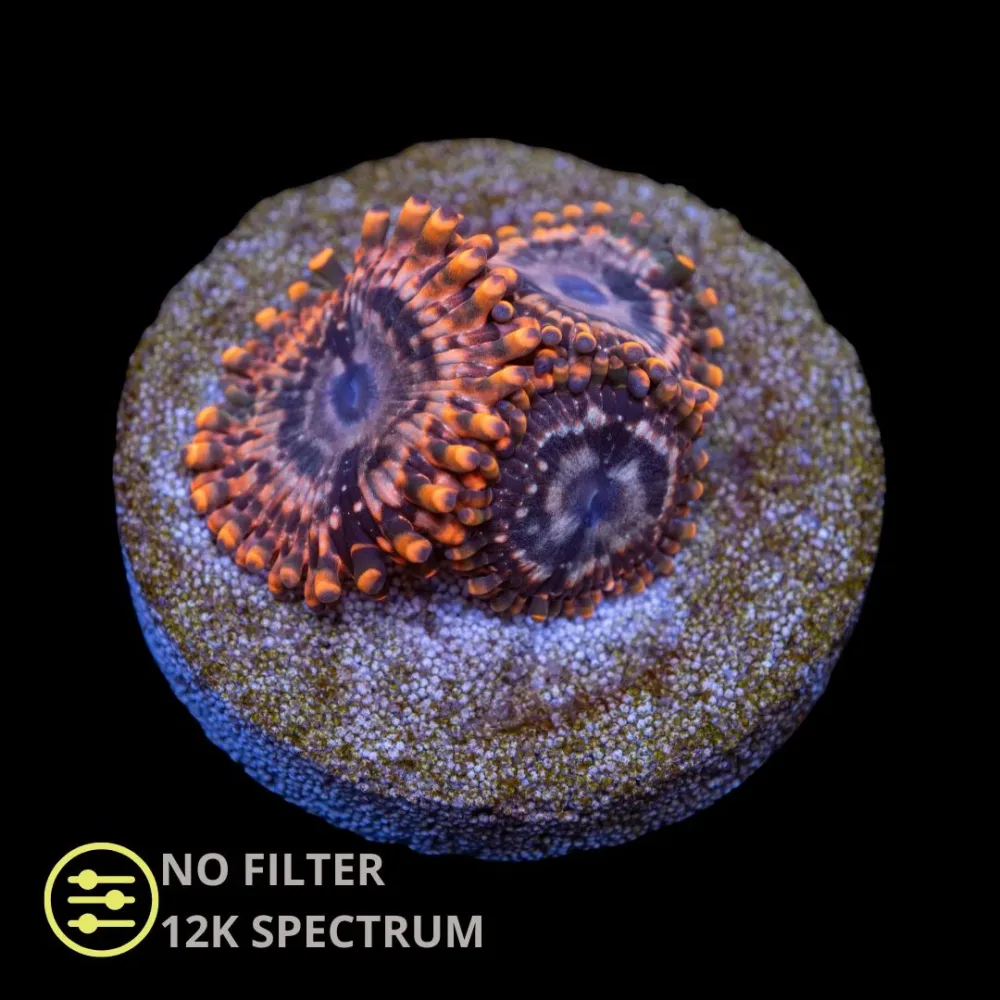 CL Utter Chaos Zoanthid - Frag - Bilde 2