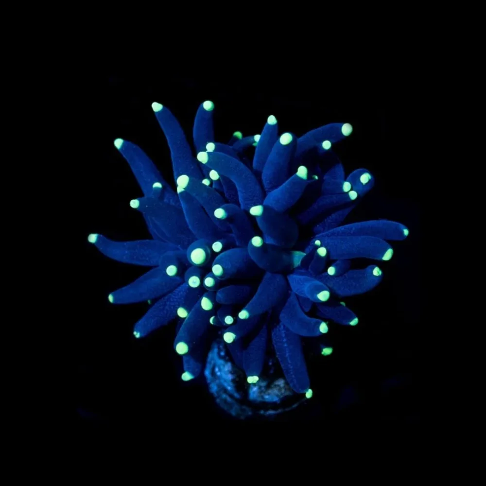 CL Euphyllia Razer Torch Green tip – Frag