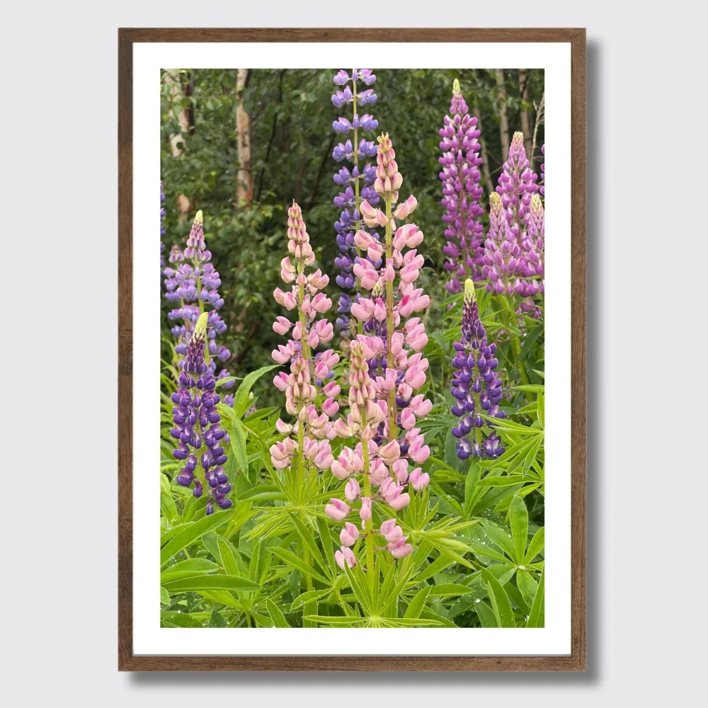 LUPINER No7 - PLAKAT OG LERRET - Bilde 3