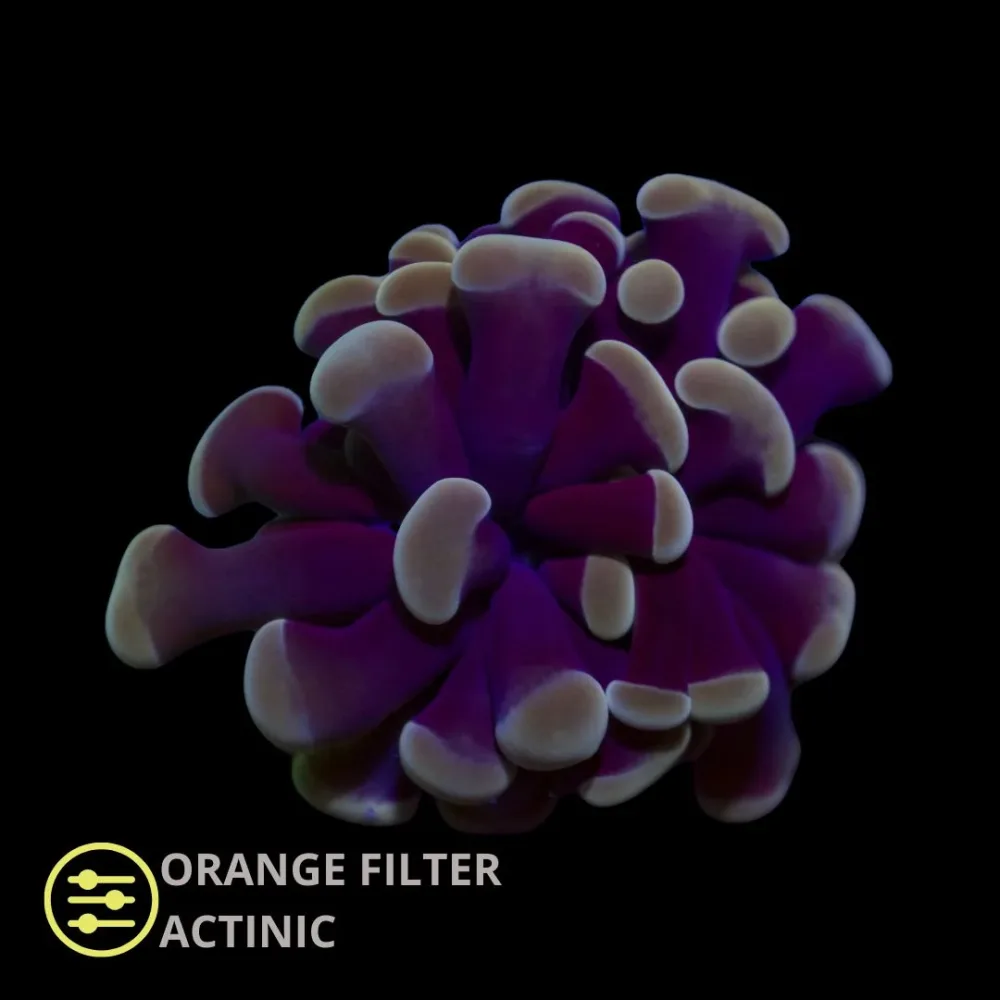 CL Euphyllia Paraancora Purple Hammer  – Frag