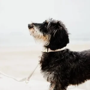 Kentucky Dog Lead Wool Kentucky Dog Lead Wool