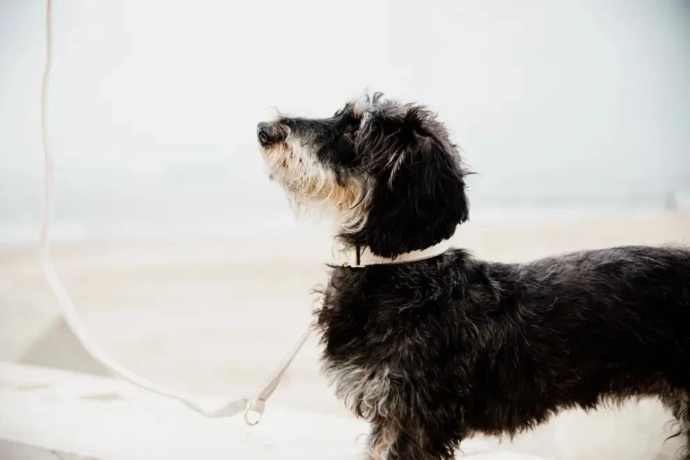 Kentucky Dog Lead Wool