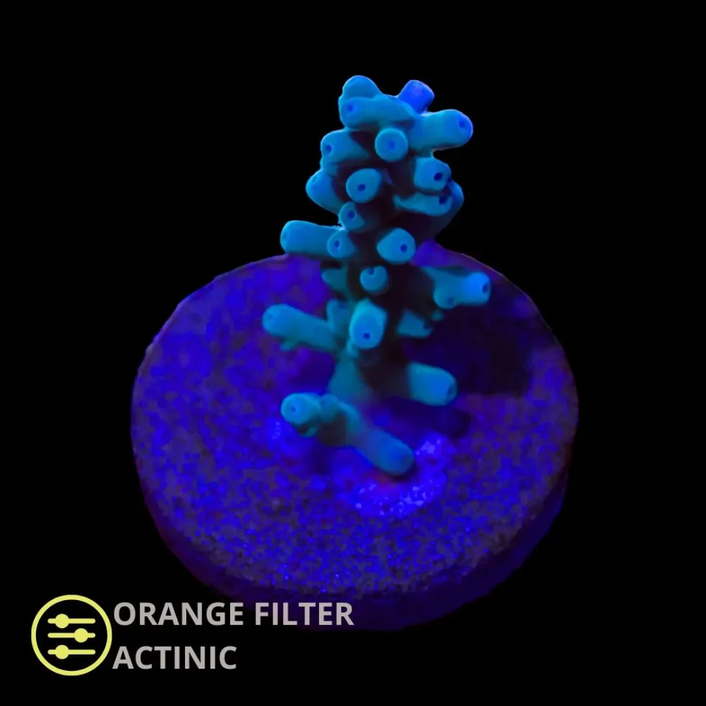 CL Blue Dragon Carduus – Frag