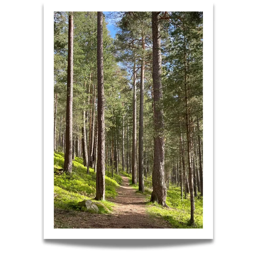 FURUSKOGEN – STIEN GJENNOM STILLHETEN – PLAKAT OG LERRET