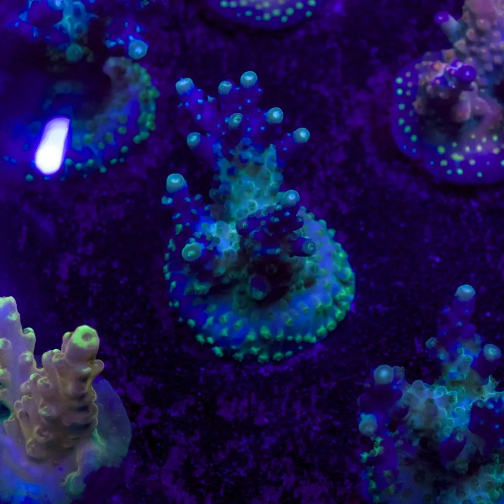 WYSIWYG CL Acropora Frostfire – Frag