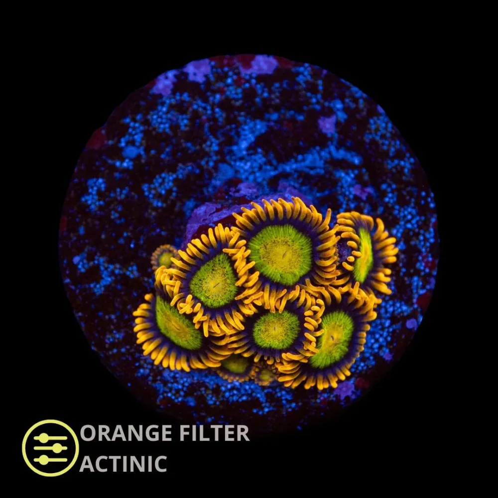 CL Mandarin Orange Zoanthid – Frag CL Mandarin Orange Zoanthid – Frag